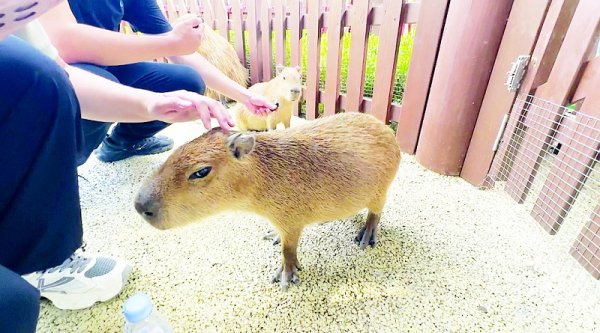 牛宝宝 打群架！偷牧草！你竟是这样的卡皮“粑”拉